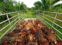 olio di palma deforestazione