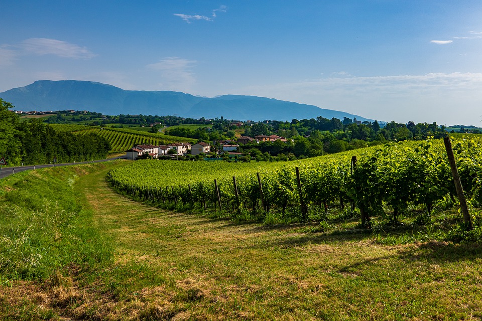 veneto prosecco vino