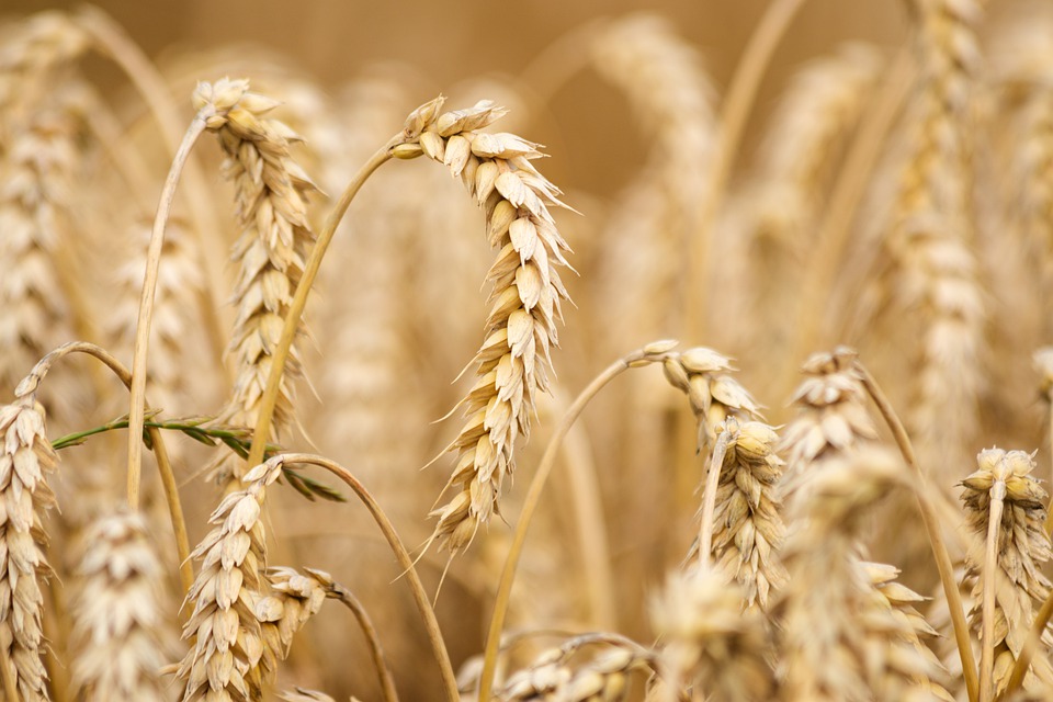 Materie prime, FAO: aumentano i prezzi mondiali di grano, mais e oli vegetali