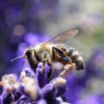 Biodiversità in pericolo, Codici invita i consumatori a contribuire per fermare l'emergenza