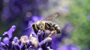 Biodiversità in pericolo, Codici invita i consumatori a contribuire per fermare l'emergenza